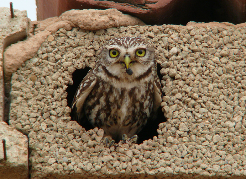 Little Owl at an artificial nest hole holding an insect by Javier Remirez