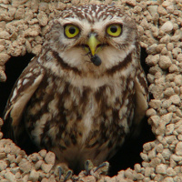 Little Owl