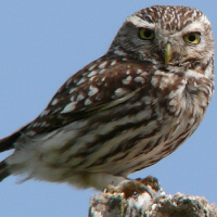 Little Owl