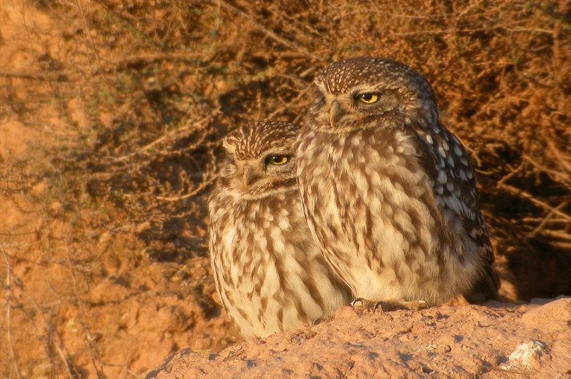Two Little Owls sitting on the ground looking the same way by Javier Remirez