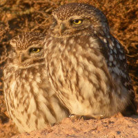 Little Owl