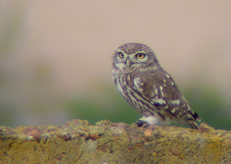 Little Owl perched on a concrete edging by Javier Remirez