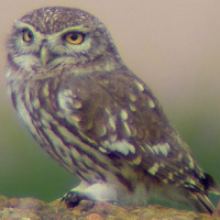 Little Owl