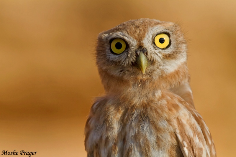 Close facial view of a Little Owl looking at us by Moshe Prager