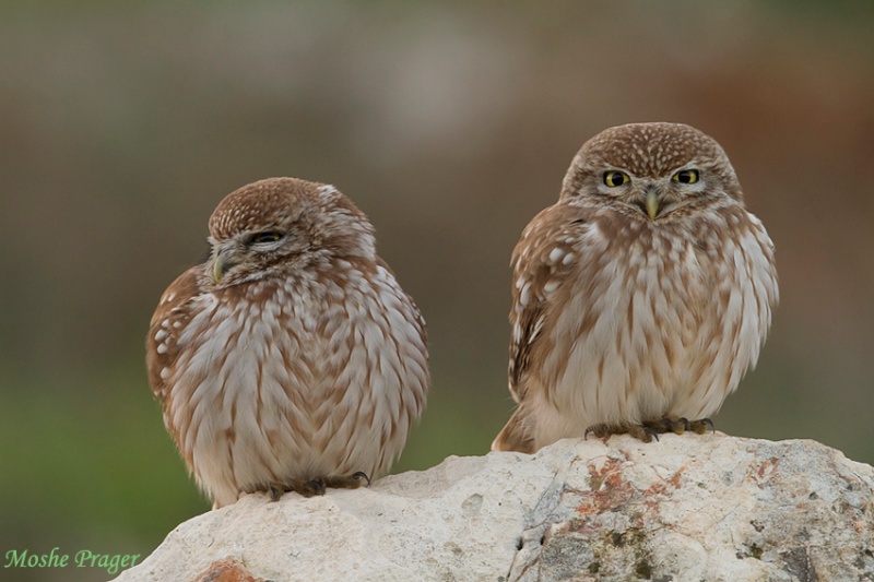 Two Little Owl sitting on a rock by Moshe Prager