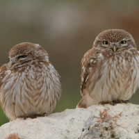 Little Owl