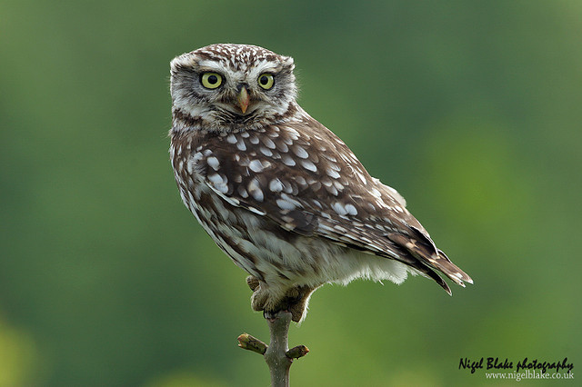 A Little Owl looks around from the top of a small plant by Nigel Blake