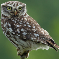 Little Owl