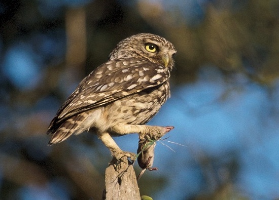 Little Owl perched on a fence post holding a shrew by Nigel Blake