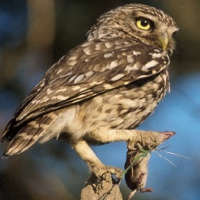 Little Owl