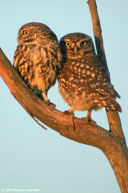 Two Little Owls perched in the fork of a small tree by Ricardo Guerreiro