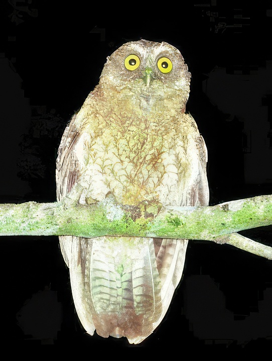 Little Sumba Hawk Owl perched on a branch at night by J. Olsen & S. Trost 