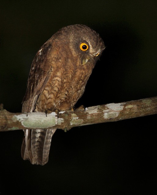 Little Sumba Hawk Owl looks down from a branch at night by Lars Petersson
