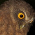 Little Sumba Hawk Owl