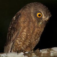 Little Sumba Hawk Owl