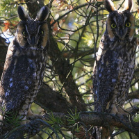 Long-eared Owl