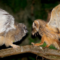 Long-eared Owl