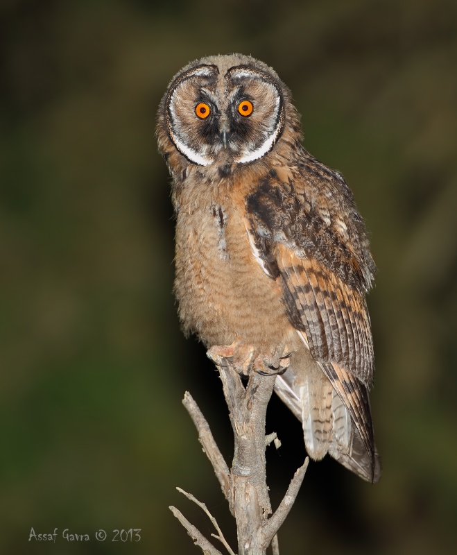Young Long-eared Owl perched at the top of a small dead tree by Assaf Gavra