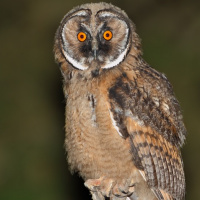 Long-eared Owl