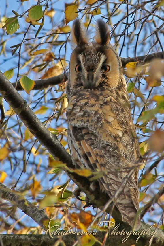 Long-eared Owl at roost in the foliage by Astrid Wevers