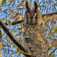 Long-eared Owl