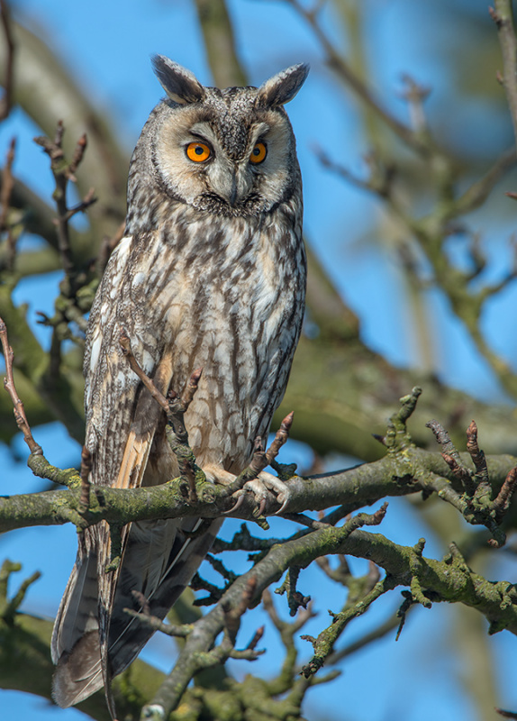 Long-eared Owl perched on a bare branch in the day by Cezary Korkosz