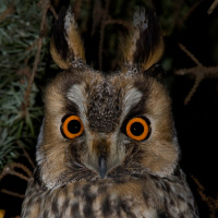 Long-eared Owl