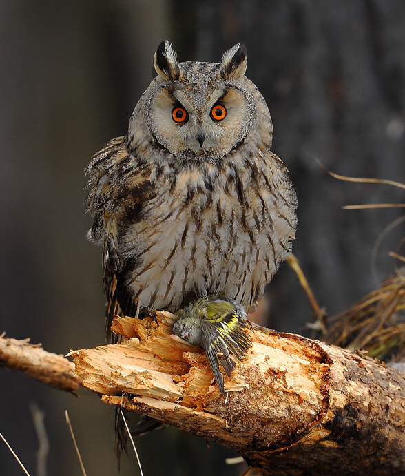 Long-eared Owl perched on a broken branch holding a dead bird by Cezary Korkosz