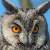 Long-eared Owl