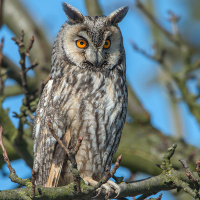 Long-eared Owl