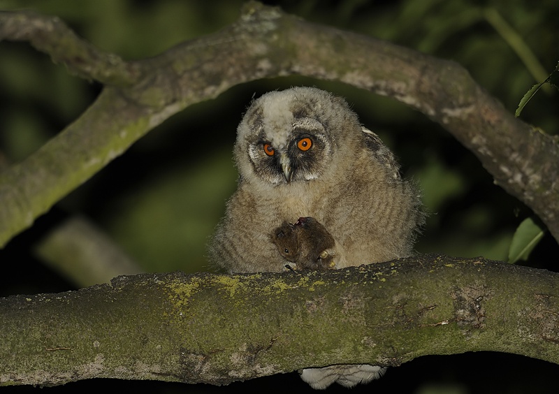 A young Long-eared Owl holding a dead rodent by Cezary Korkosz