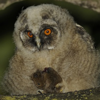 Long-eared Owl