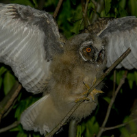 Long-eared Owl