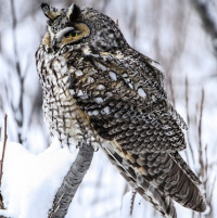 Long-eared Owl