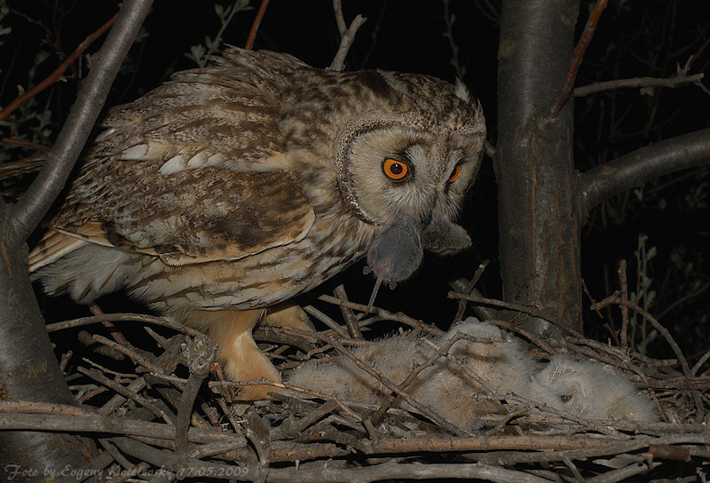 Parent Long-eared Owl brings food to chicks in the nest by Evgeny Kotelevsky