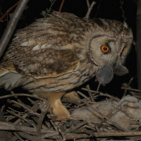 Long-eared Owl