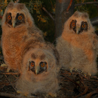 Long-eared Owl