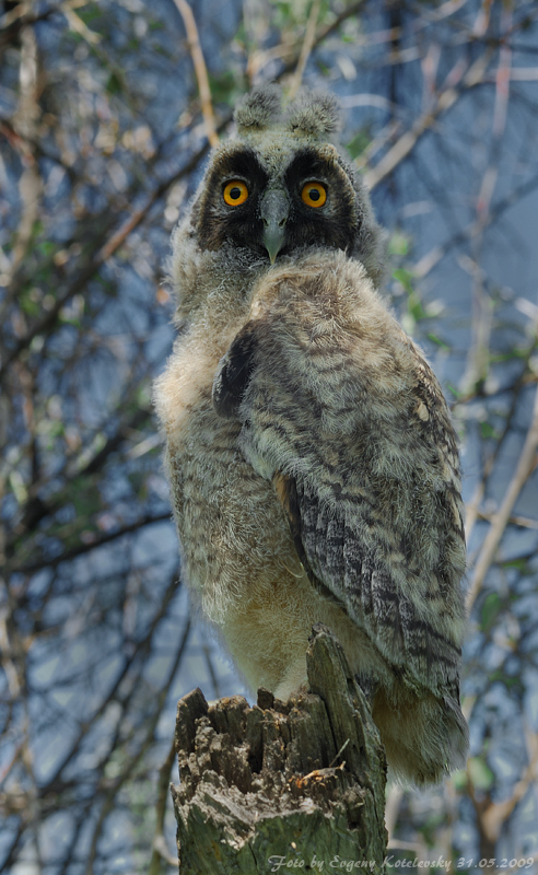 Young Long-eared Owl perched on a tree stump in the day by Evgeny Kotelevsky