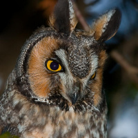 Long-eared Owl