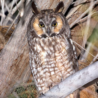 Long-eared Owl