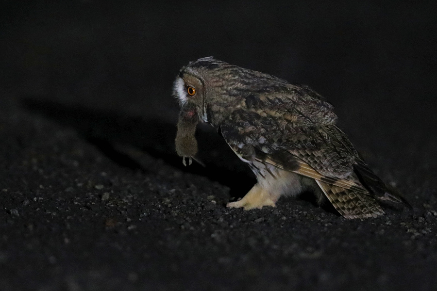 Side view of a Long-eared Owl holding a caught rodent in its beak by Tomasz Samolik