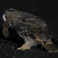 Long-eared Owl