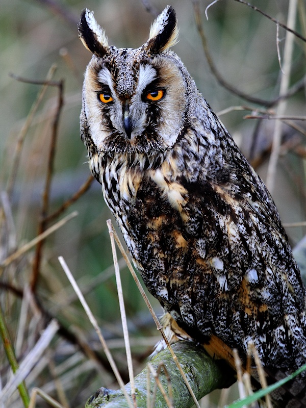 Close view of a Long-eared Owl perched near the ground by Tomasz Samolik