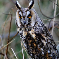 Long-eared Owl