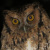 Long-tufted Screech Owl