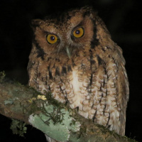 Long-tufted Screech Owl