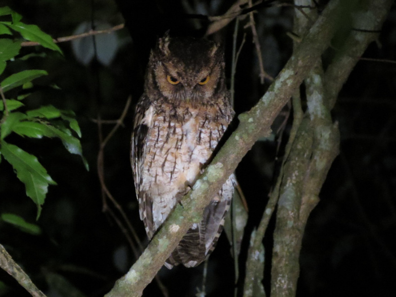 Long-tufted Screech Owl looking down from a near-vertical branch at night by Willian Menq