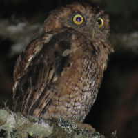 Long-tufted Screech Owl