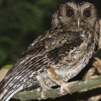 Long-tufted Screech Owl