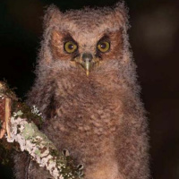 Long-tufted Screech Owl